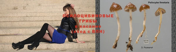 сатива Белокуриха